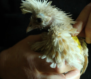 Measuring chamois Polish chick for a costume