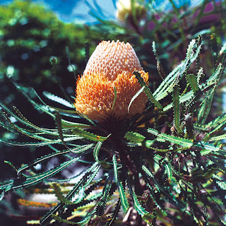 Australian Honeysuckle Flowers, Banksia Flowers, Banksia Hookeriana Flowers, Subtropical Flowers, Shrub Flowers