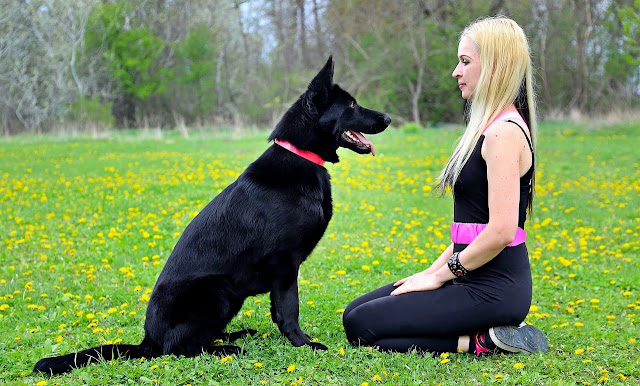 Long Haired German Shepherd A Majestic and Loyal Companion