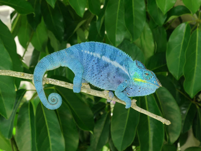 panther chameleon