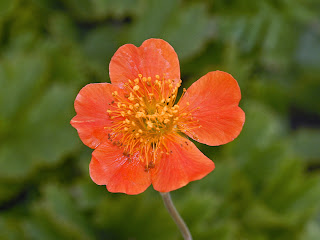 Geum coccineum