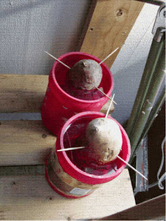 Growing Sweet Potatoes