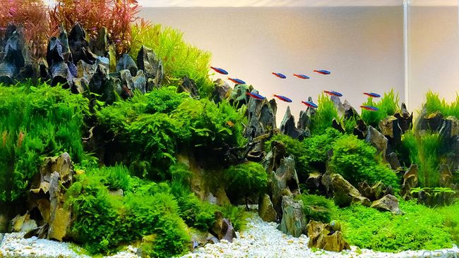 Tanaman Air Hias Java Moss