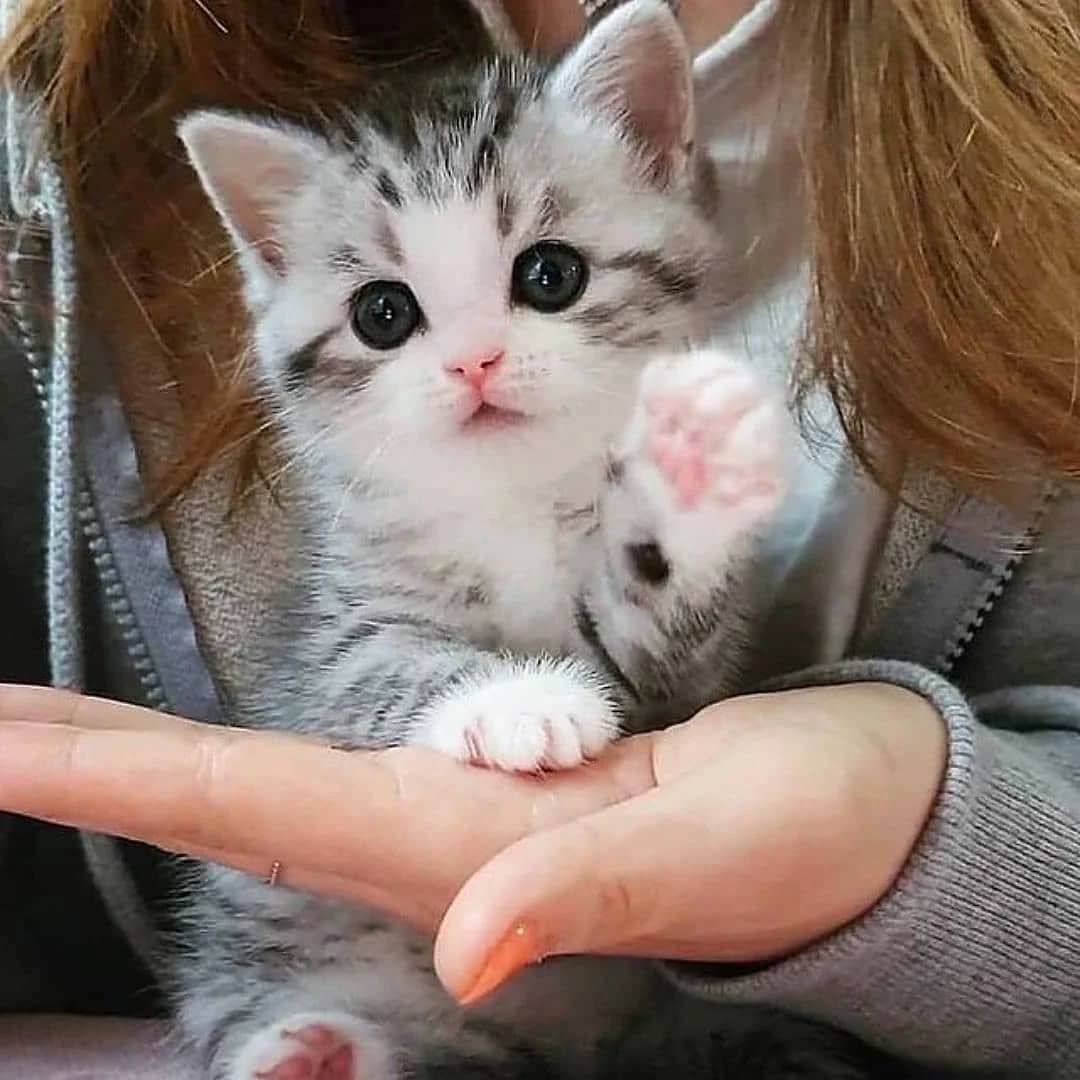 cute cat paws