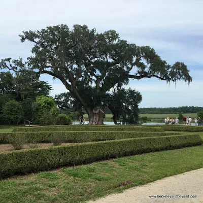 Middleton Oak in The Gardens at Middleton Place plantation in Charleston, South Carolina