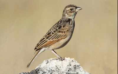 Suara Burung Branjangan