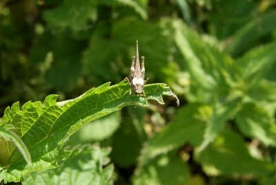 Zeggendoorntje - - Tetrix subulata