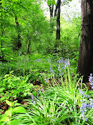 Central Park (central park bluebells)