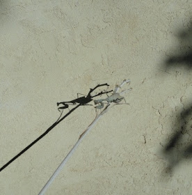 praying mantis on a stick and its shadow on a wall
