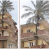 PHOTO: 3-Storey Building With a Tree Running Through its Length That Everyone is Talking About.