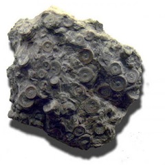 fossil1