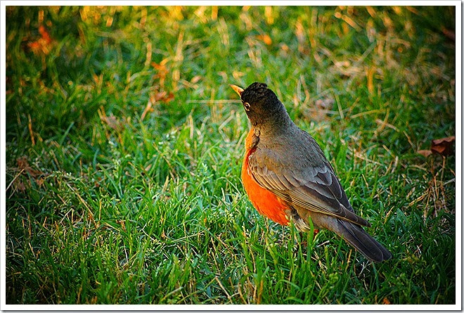 royalty-free-bird-pictures-1 (8)