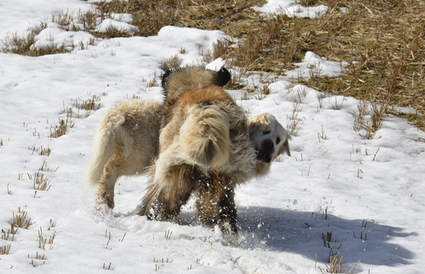 snø i mai golden retriever leonberger