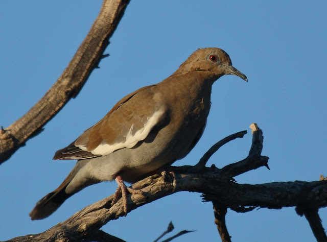 White-winged Dove