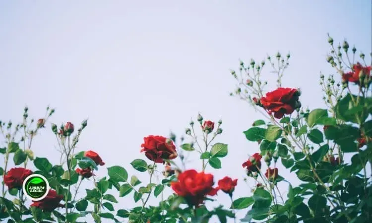 Quanto tempo dura uma rosa no pé?