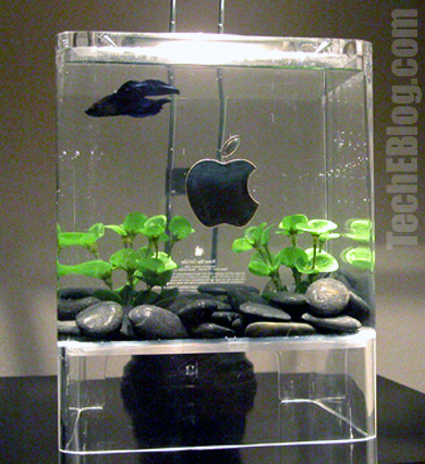 Freshwater Aquarium Fish on Aquarium  Aquarium