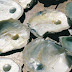 PEARL CULTURE — ITS POTENTIAL AND IMPLICATIONS IN INDIA 