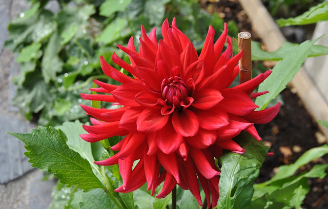 Röd dahlia