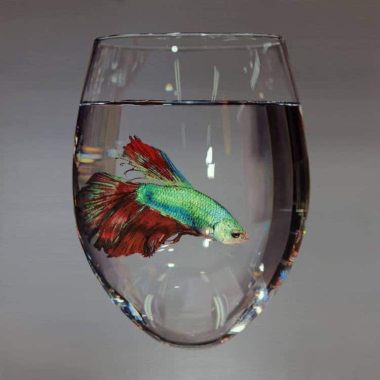 Stunning Oil Paintings Of Fish In Glass Bowls Are Examples Of Symbolism For The Contemporary World