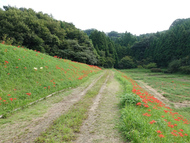 上淀廃寺跡のヒガンバナ（彼岸花）