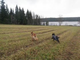 schäfer, bouvier des flandres, Hurtta