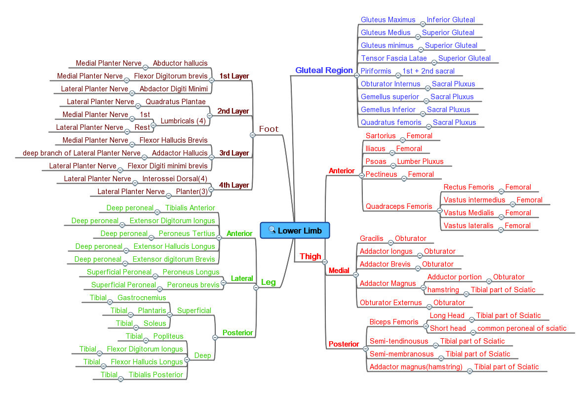 My Blog: Nerve innervation to the muscles of lower limb