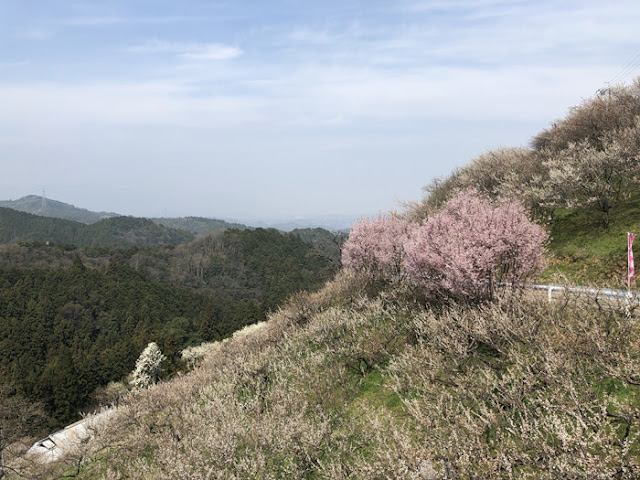 2018 広橋梅林