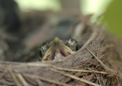 close look from a robin nestling