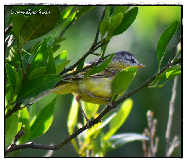 Grey-hooded warbler