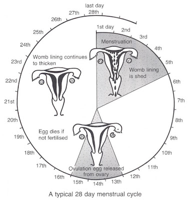 Moon punyer blog: irregular menstural cycle - provera pills