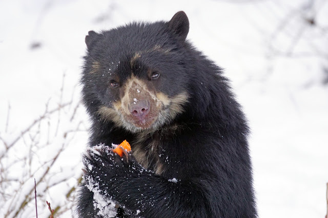 Spectacled Bear Facts and Information