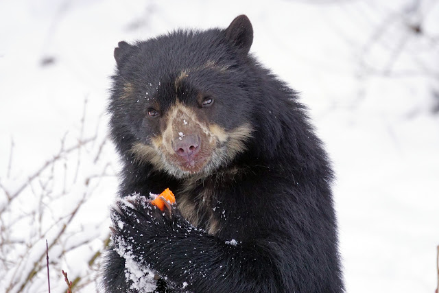 Spectacled Bear Facts and Information - ListAnimals
