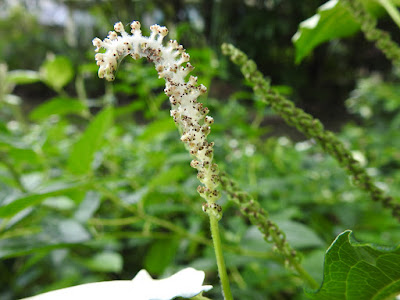 三白草的花序