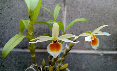 Dendrobium aphrodite care and culture