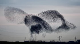 Britain Starlings