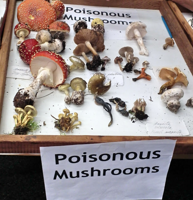 Poisonous mushrooms display - Vancouver Mushrooms Show Fall 2011