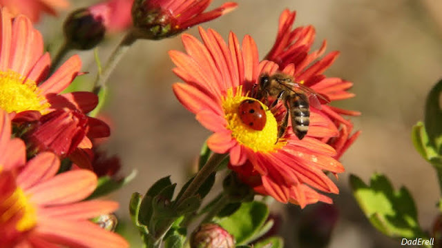 Une coccinelle et une abeille sur une fleur de chrysanthème