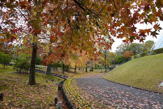 鳥取県西伯郡南部町鶴田　とっとり花回廊　紅葉