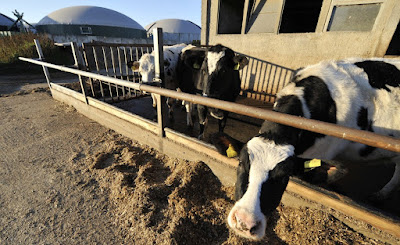 waste disposal at dairy farm