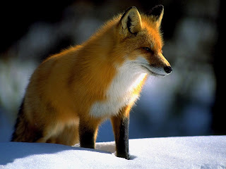 Red Foxes Wallpapers