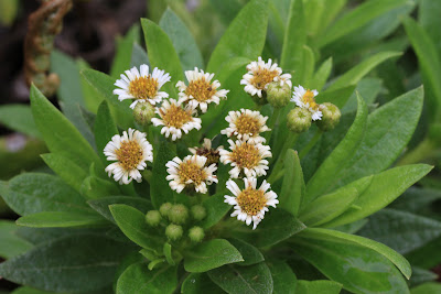 Darwiniothamnus lancifolious