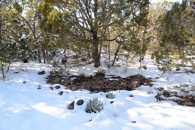 agave in the snow