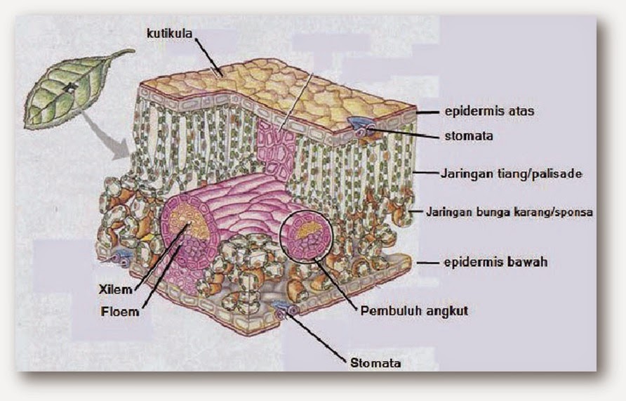  Struktur  dan  Fungsi  Jaringan Pada Organ Daun  Hauma Genst