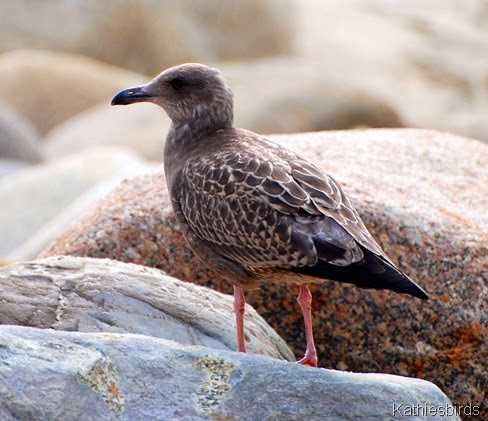 2. juv herring gull-kab