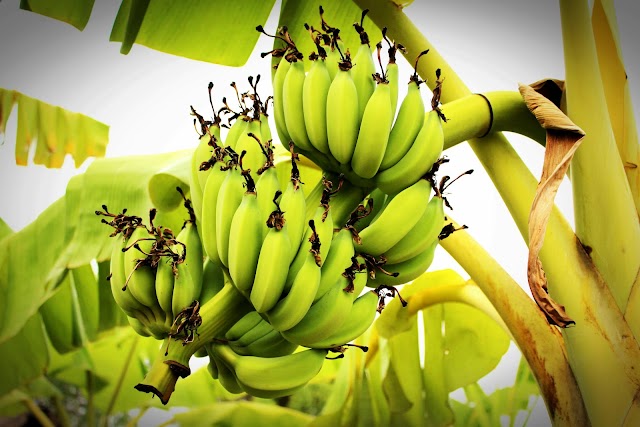 Banana: A Tropical Marvel