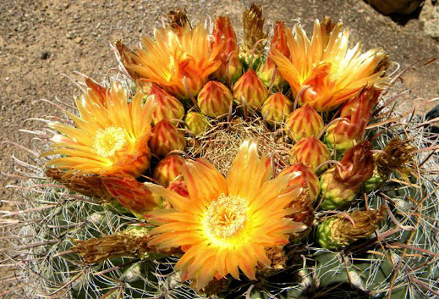 Beautiful Cactus Flowers6