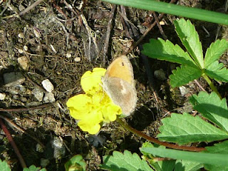 Refuge LPO : Ligue pour la Protection des Oiseaux - GRETIA - VivArmor Nature - Les Jardins de Noé : papillon Procris