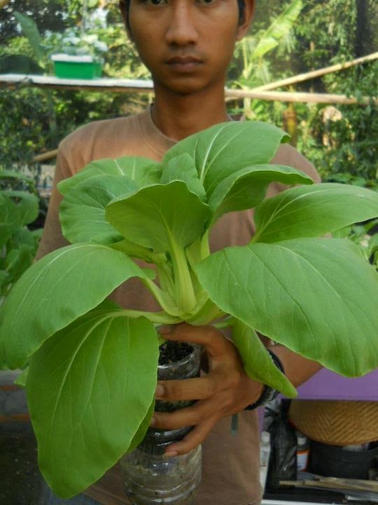 Panduan Bertanam Hidroponik: Cara Bertanam Hidroponik ...