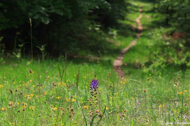 Muscari à toupet (muscari comosum ) en forêt de Fontainebleau