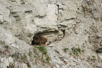 Oehoe - Oehoe - Bubo bubo